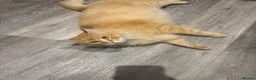 Siberian cats for sale: Siberian Male Cat  - Advert 1