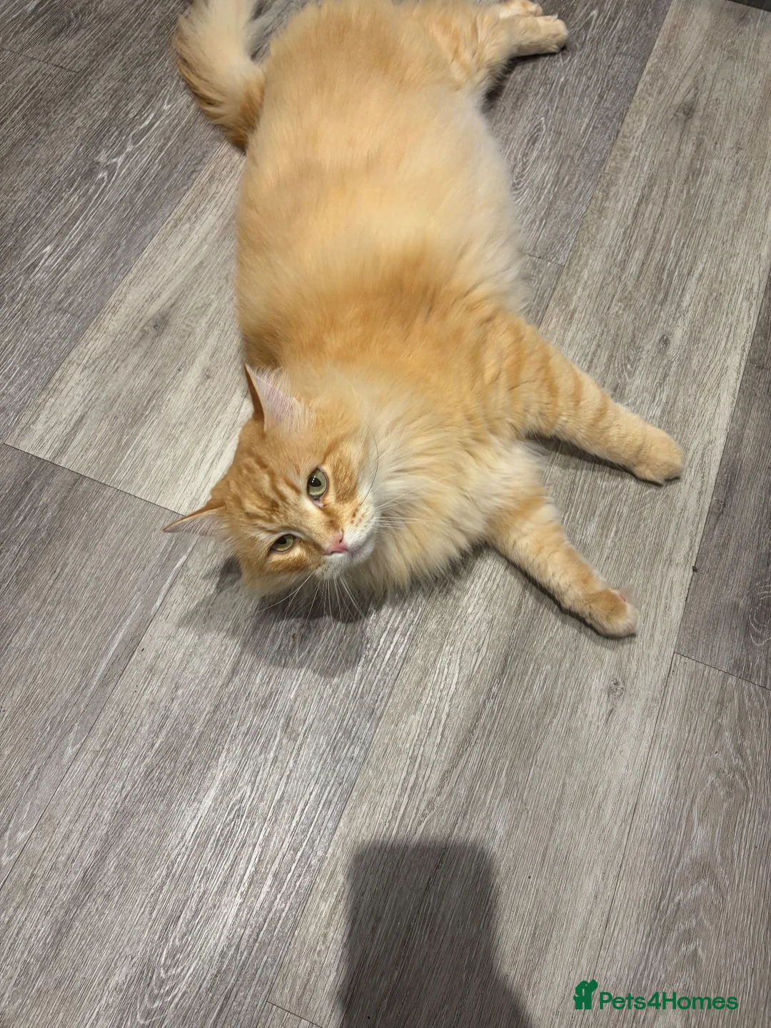Siberian cats for sale: Siberian Male Cat  - Advert 1