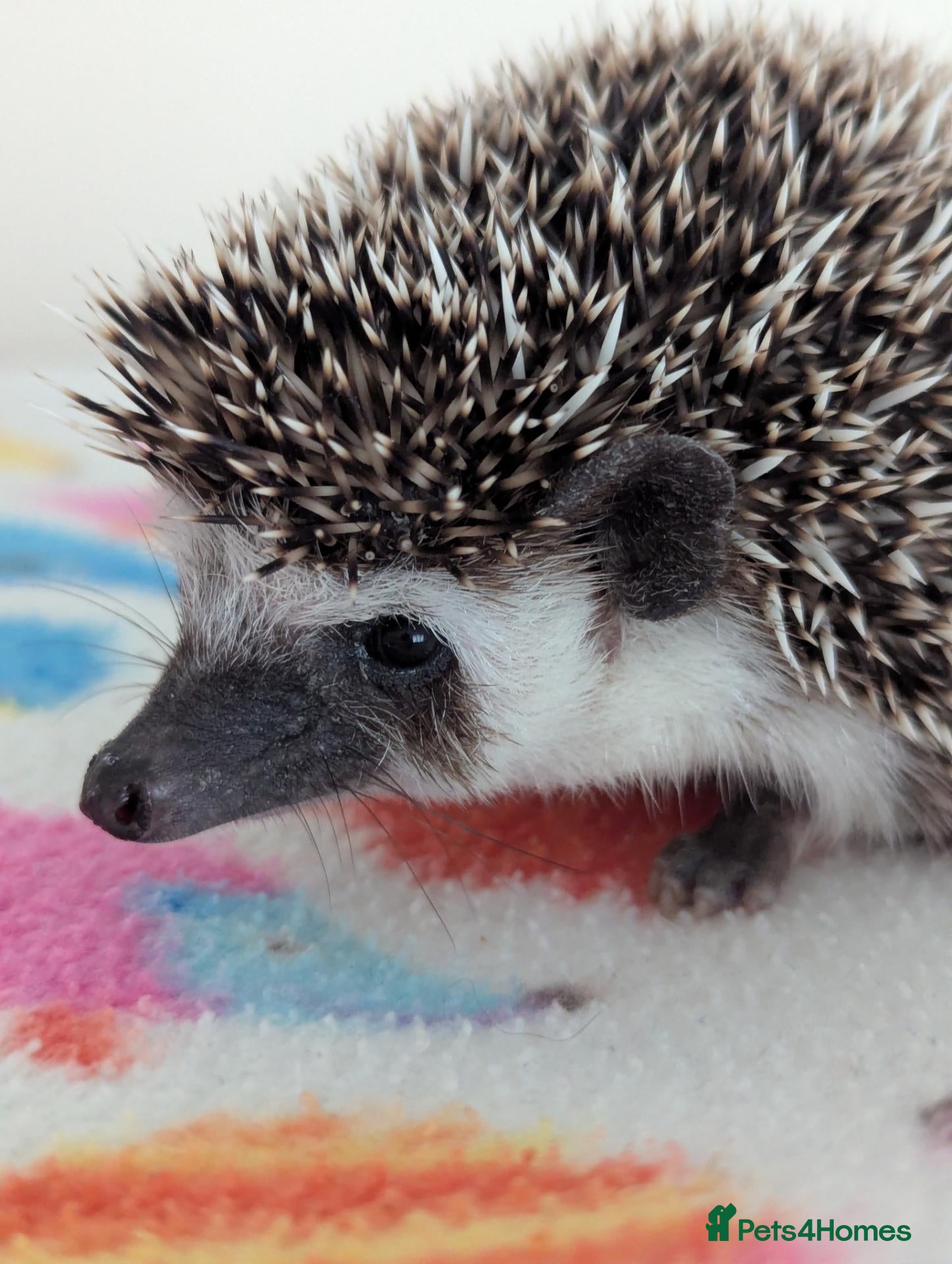 Pygmy Hedgehog rodents 10 Week Old Baby Hoglets only £190!!!! - Advert 1