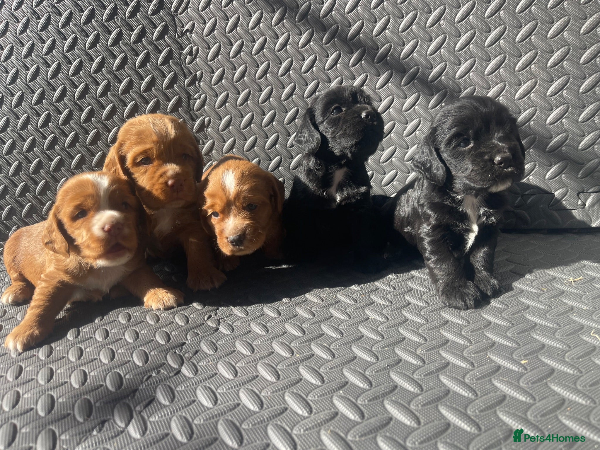 Cocker Spaniel dogs Show type cocker spaniels.  - Advert 1