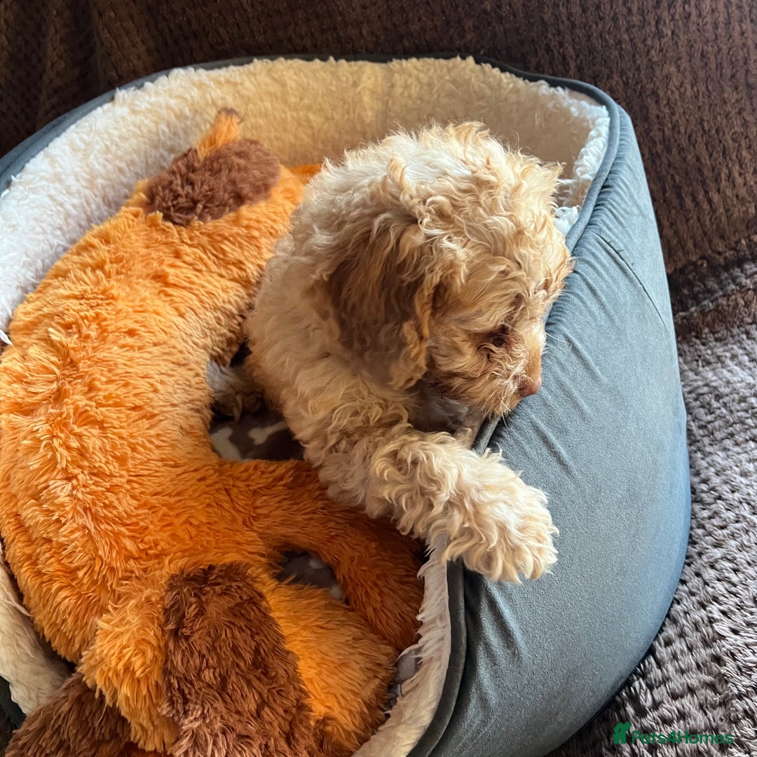 Mixed Breed dogs for sale: F1b Australian Labradoodle  - Advert 31