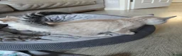 Bengal cats for sale: 🌟 LAST 2 !!  Stunning seal lynx (snow) - Advert 2
