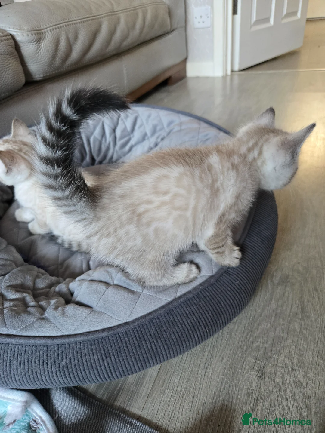 Bengal cats for sale: 🌟 LAST 2 !!  Stunning seal lynx (snow) - Advert 2