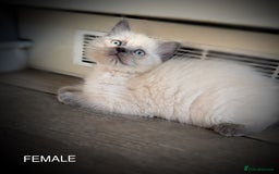 Ragdoll cats for sale: 5 pure Ragdoll kittens for sale - Image 2
