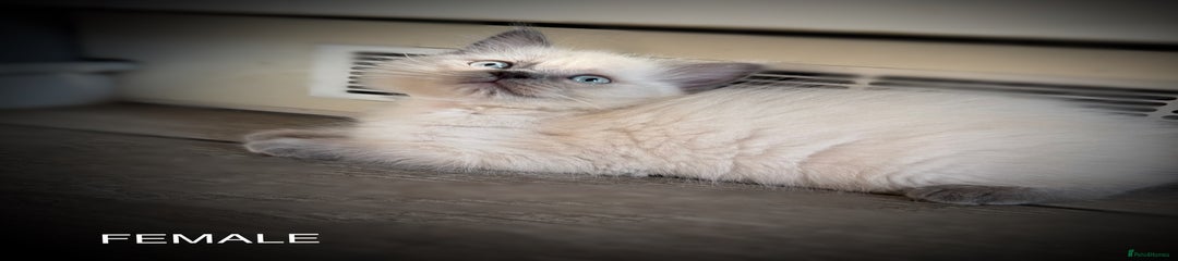 Ragdoll Kitten 2