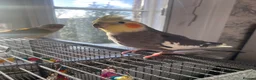 Conures birds for sale: Male Green Cheek Conure and Cockatiel  in Knutsford - Advert 6
