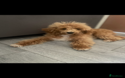 Toy Poodle dogs for sale: Beautiful apricot toy poodle  - Image 1