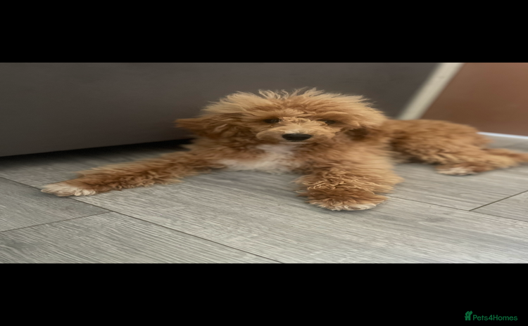 Toy Poodle dogs - Advert 2