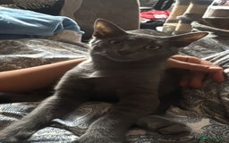Domestic Shorthair cats for sale: Beautiful male grey short-hair 6 months old - Image 3