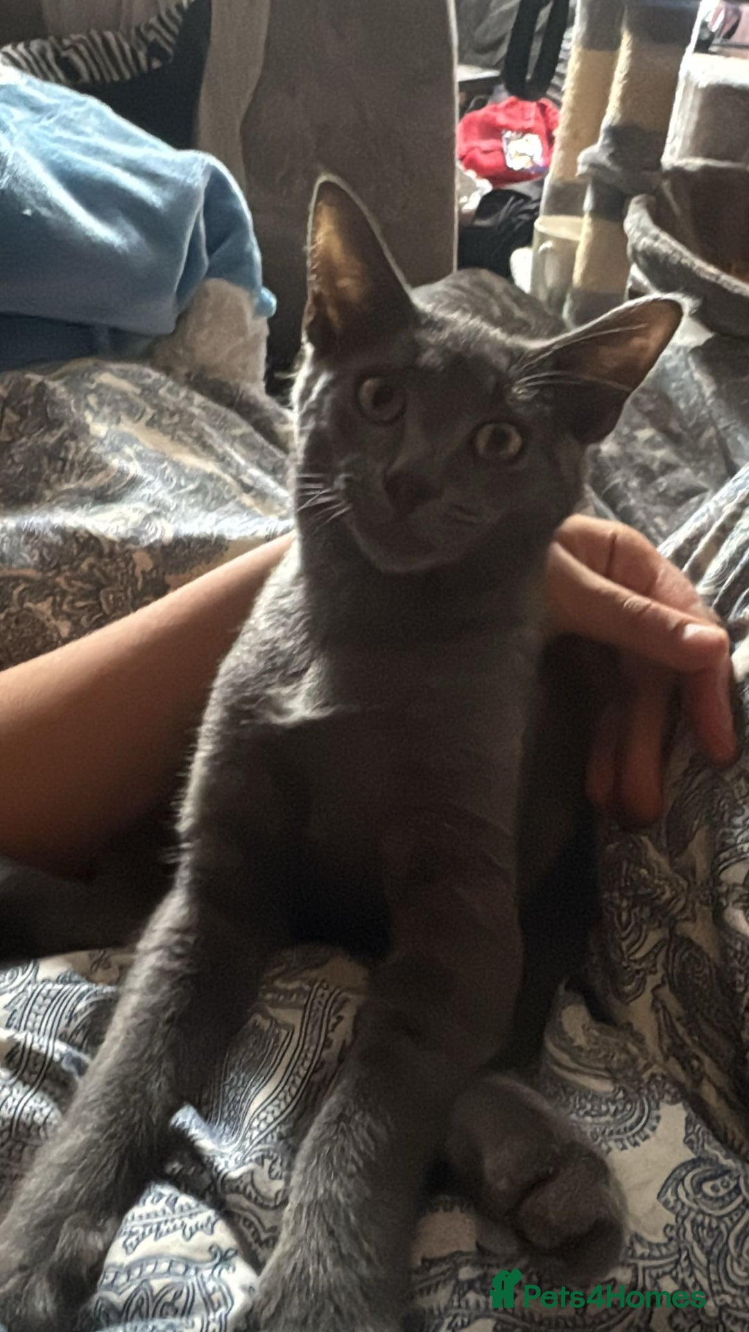 Domestic Shorthair cats for sale: Beautiful male grey short-hair 6 months old - Image 3