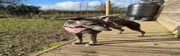 Whippet dogs for sale: COMING SOON - Advert 4