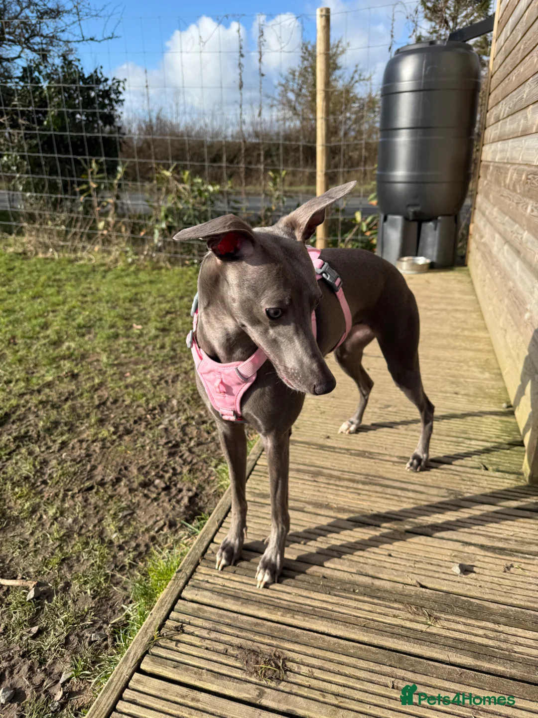 Whippet dogs for sale: COMING SOON - Advert 4