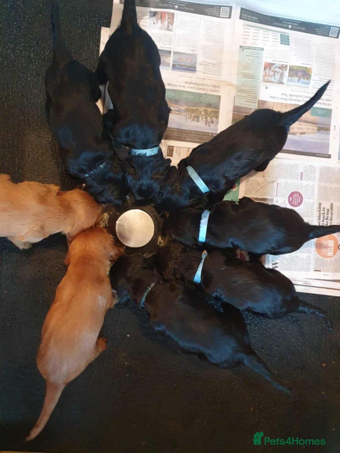 Cocker Spaniel dogs for sale: show cocker spaniel puppies ready 9th september - Image 9