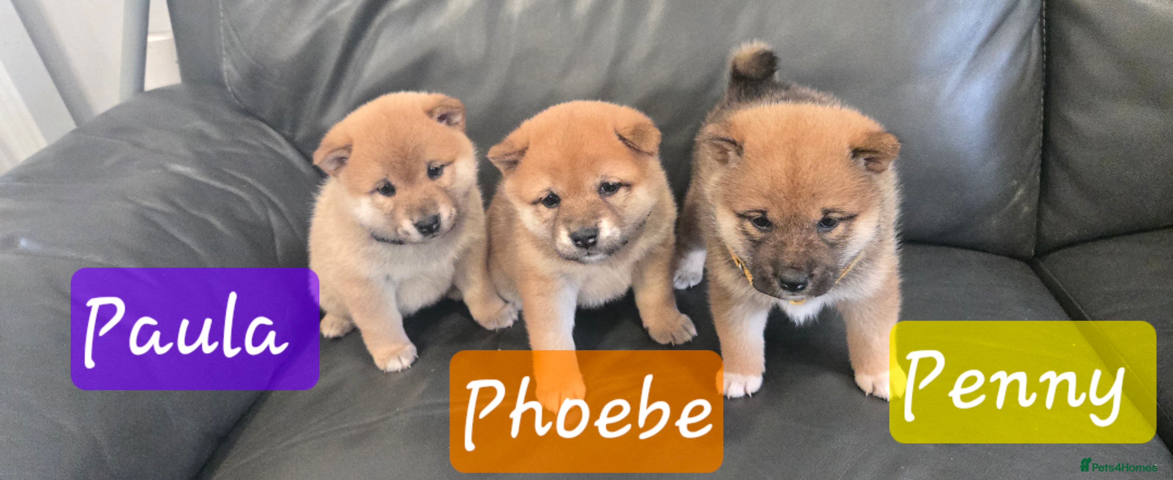 Japanese Shiba Inu dogs Stunning little Shibas - Advert 18