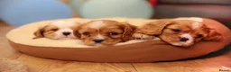 Cavalier King Charles Spaniel dogs for sale: Pure breed cavalier King Charles puppies - Advert 25