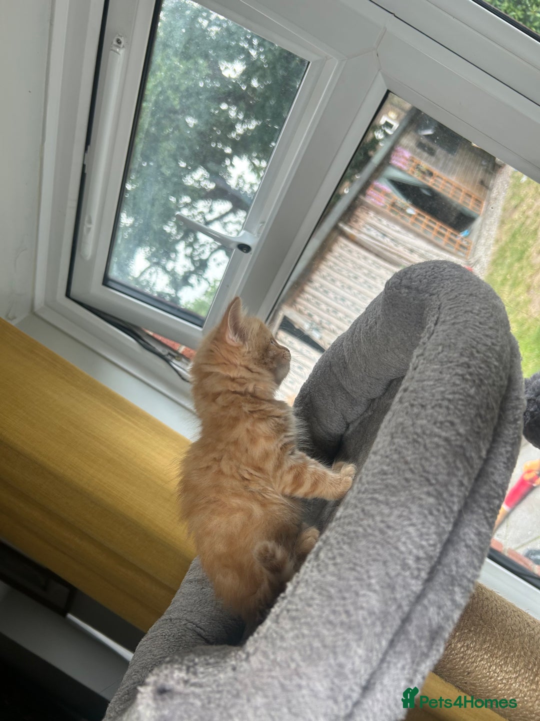 British Shorthair cats for sale: Ginger kitten  - Image 6