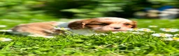 Cavalier King Charles Spaniel dogs for sale: KC. C.K.C.S from Champion Show Lines - Advert 22