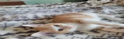 Mixed Breed cats for sale: Kittens for sale - Advert 28