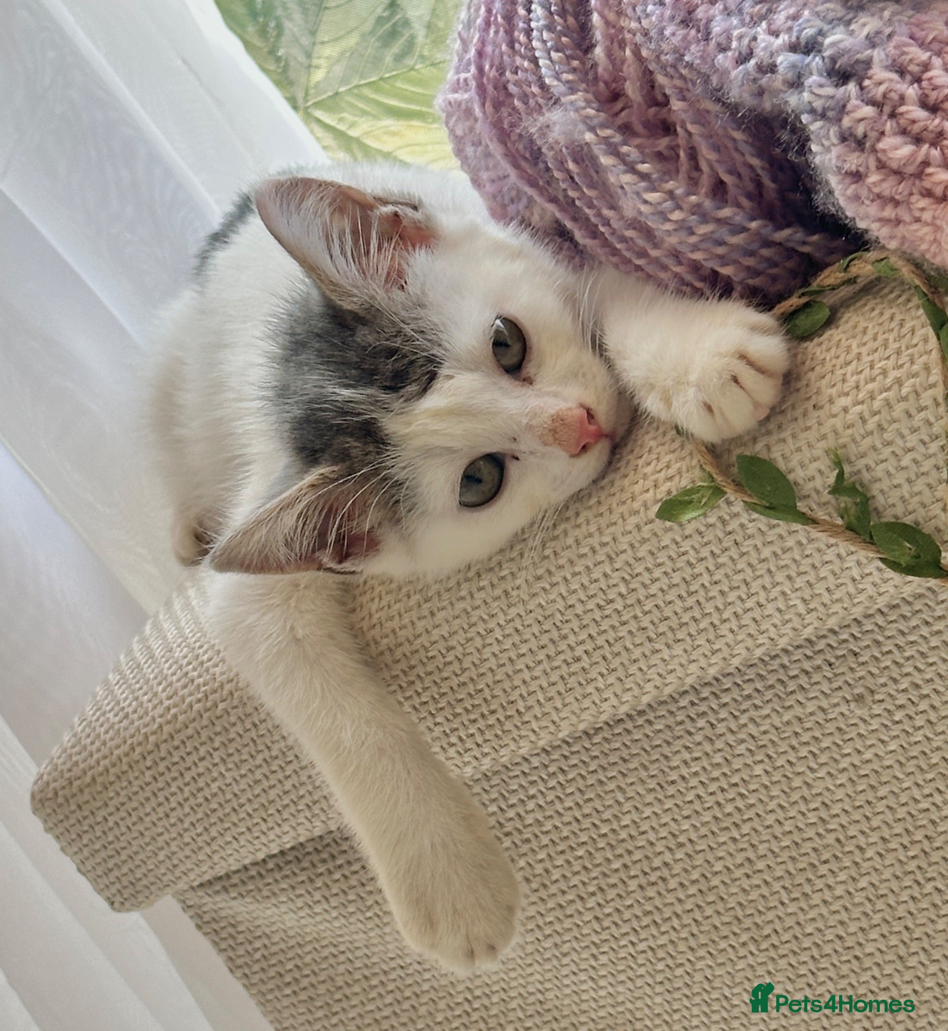Mixed Breed cats Male kitten - Advert 1