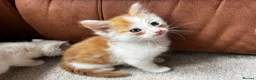 Maine Coon cats for sale: 4 LEFT! Stunning main coon x ragdoll kittens  - Advert 19