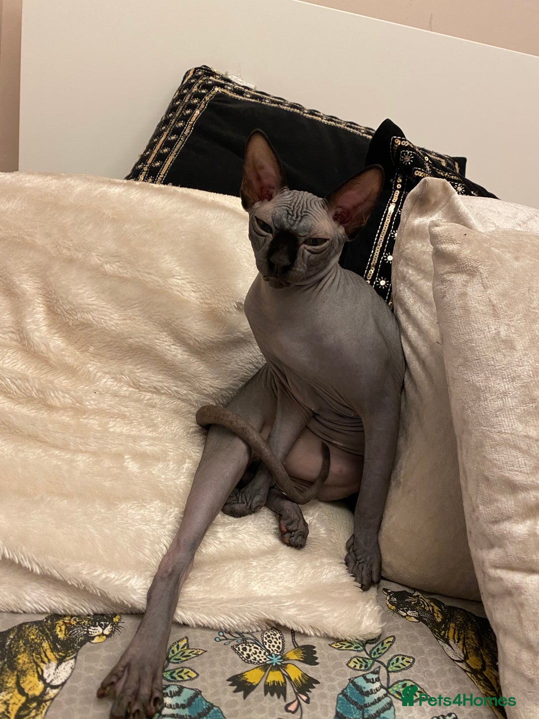Sphynx cats for sale: Stunning Kittens!  - Advert 14