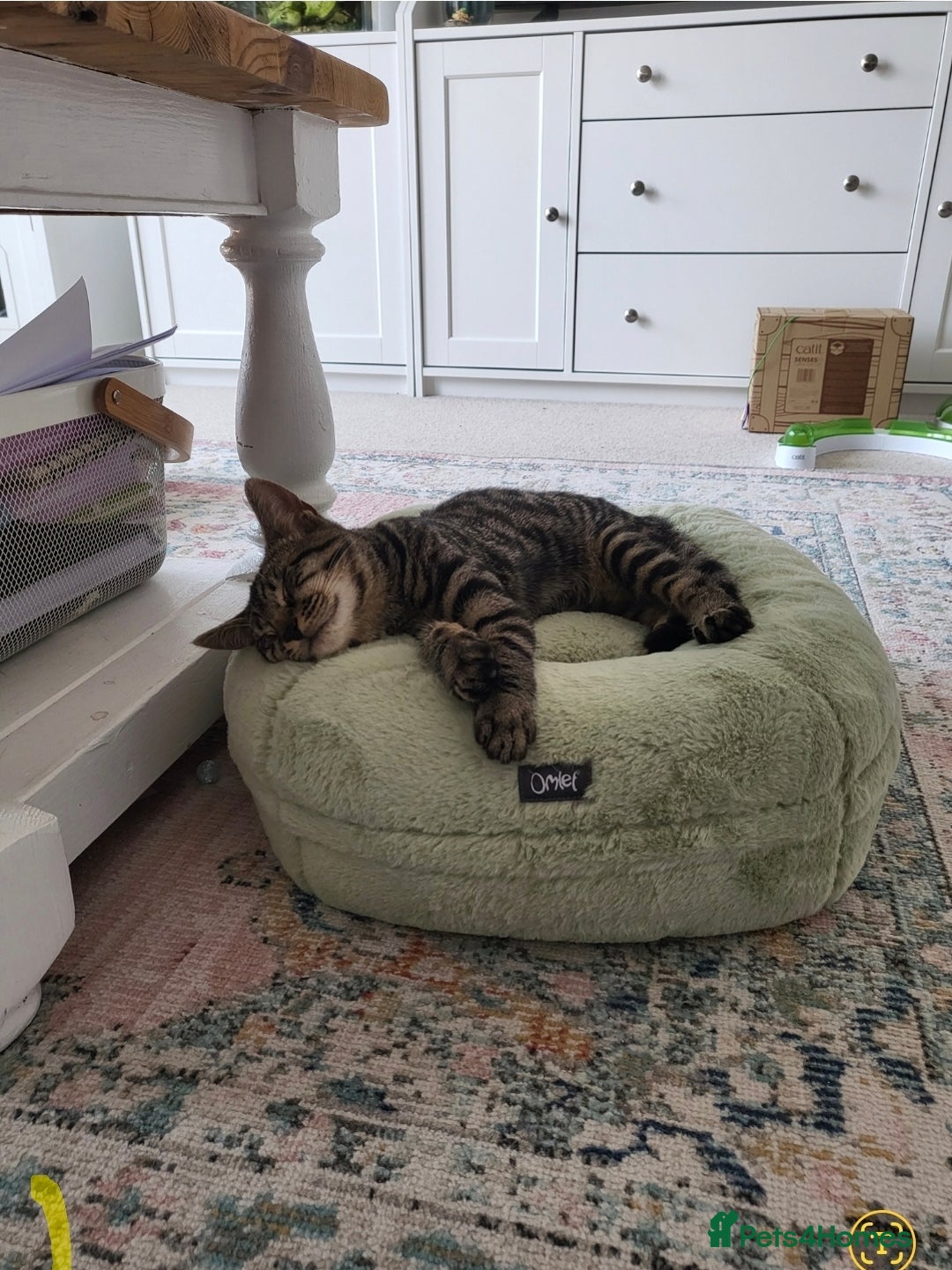 Domestic Shorthair cats for sale: Rehoming our beautiful Callie - Image 1