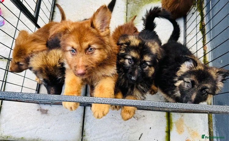 German Shepherd dogs - Advert 1