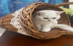 Scottish Fold cats for sale: Kittens 5  - Image 16