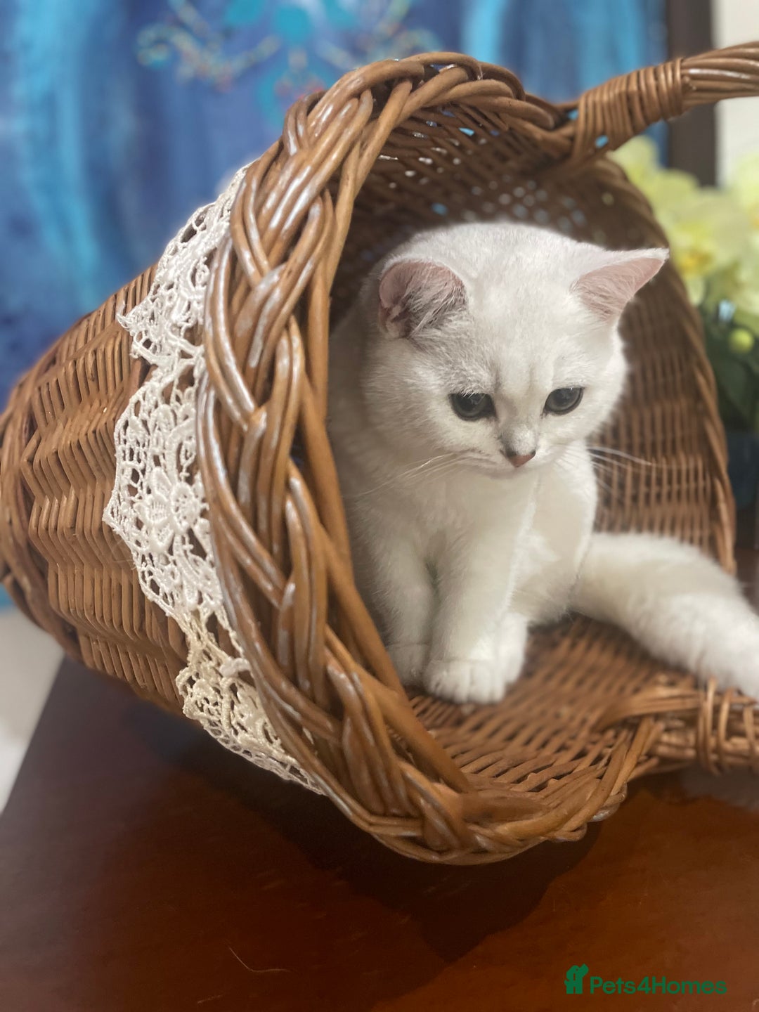 Scottish Fold cats for sale: Kittens 5  - Image 16