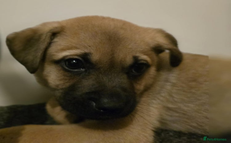 Mixed Breed dogs 1 boys 1 girl  - Advert 2