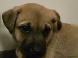 Mixed Breed dogs READY TO GO TO THEIR FOREVER HOME 1 boys 1 girl - Advert 2