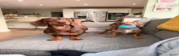 Miniature Dachshund dogs for sale: 2 MINIATURE DACHSHUND FOR REHOMING - Advert 16