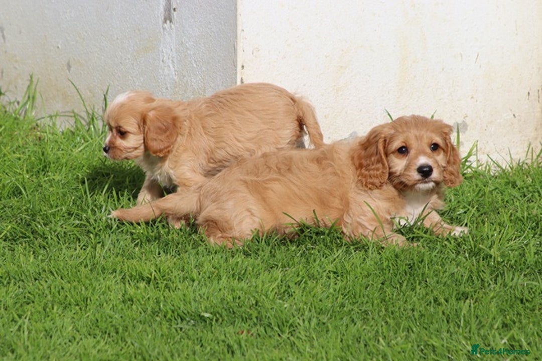 Cavapoo dogs for sale: F1 Cavapoo puppies for sale - Image 10
