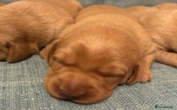 Labrador Retriever dogs for sale: Fox Red, Health Tested, KC Reg Lab Puppies - Advert 16