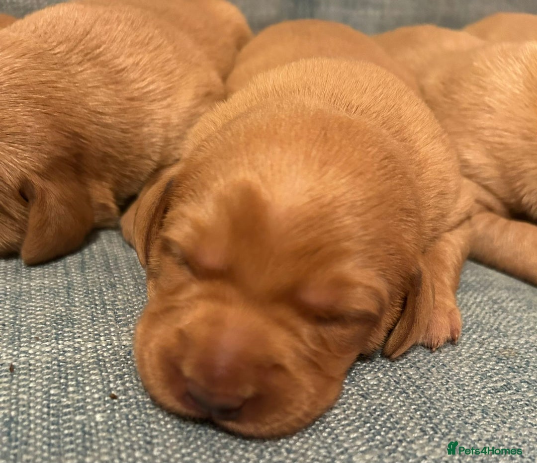 Labrador Retriever dogs for sale: Fox Red, Health Tested, KC Reg Lab Puppies - Advert 16