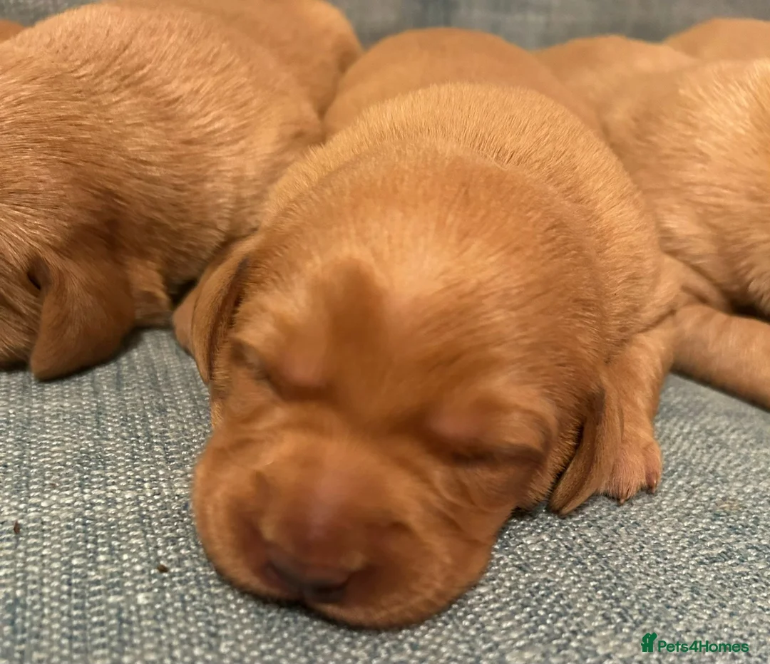 Labrador Retriever dogs for sale: Fox Red KC Reg Fox Red Lab, M&D hip & elbow scored - Advert 20