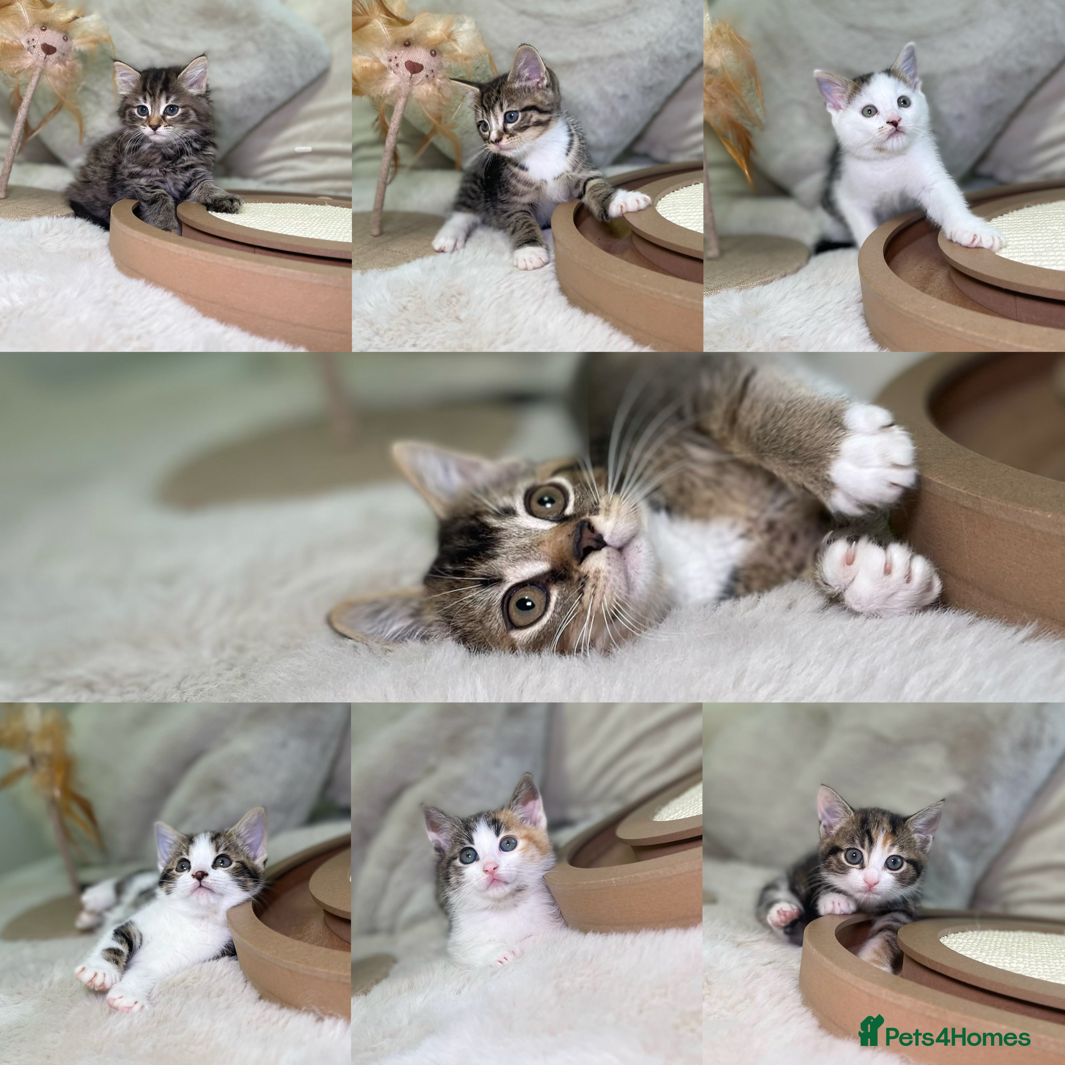 Mixed Breed cats Beautiful kittens 8 weeks old ready now  - Advert 1