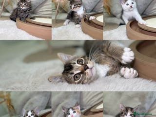 Mixed Breed cats Beautiful kittens 8 weeks old ready now - Advert 1