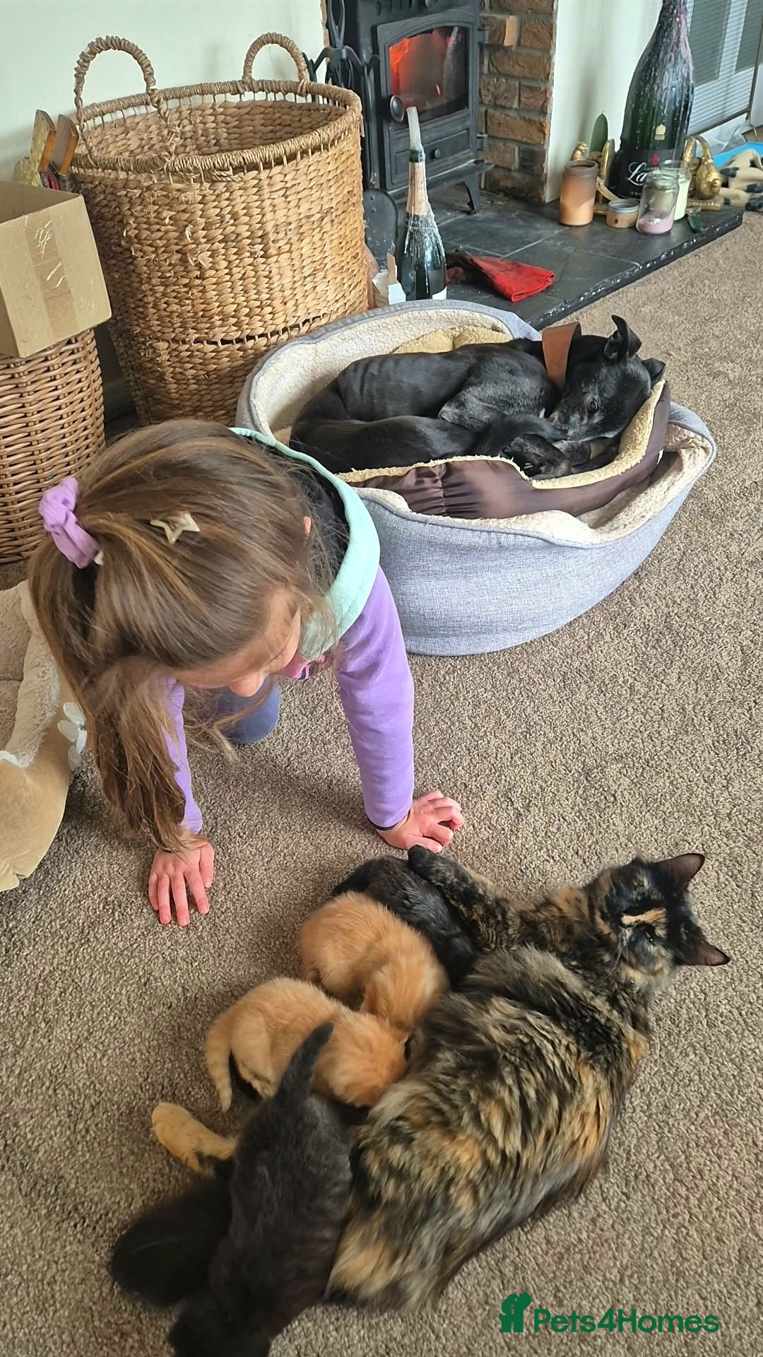 Mixed Breed cats 🖤🧡 SUPER FRIENDLY KITTENS 🧡🖤 - Advert 2