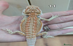 Bearded Dragon reptiles for sale: Baby Bearded dragons. Witblits, genetic stripes - Image 19