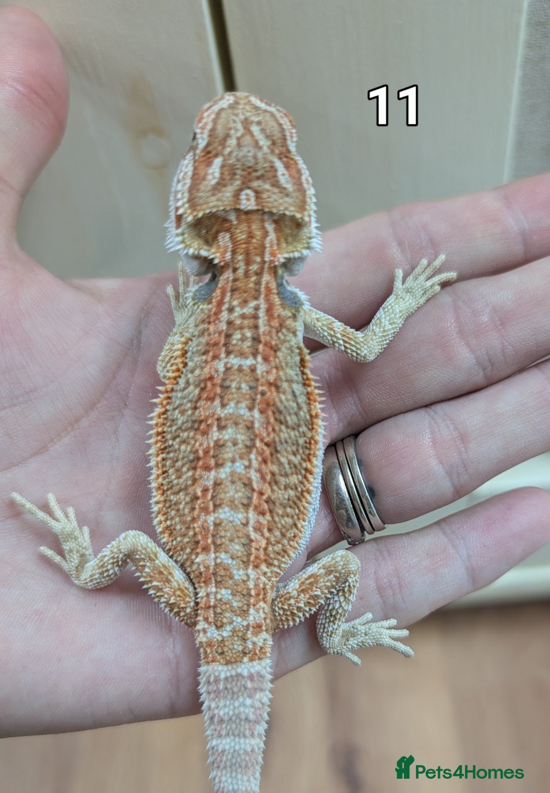 Bearded Dragon reptiles for sale: Baby Bearded dragons. Witblits, genetic stripes - Image 19