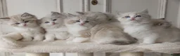 Ragdoll cats for sale: READY NOW Bicolour Lynx Ragdoll kittens - Advert 14