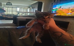 Mixed Breed cats for sale: Kittens - Image 8