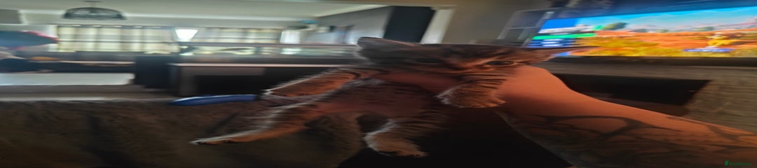 Mixed Breed Kitten 5