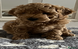 Poochon dogs for sale: 🐾 Poochon puppies 💕🐾🐾 - Image 6