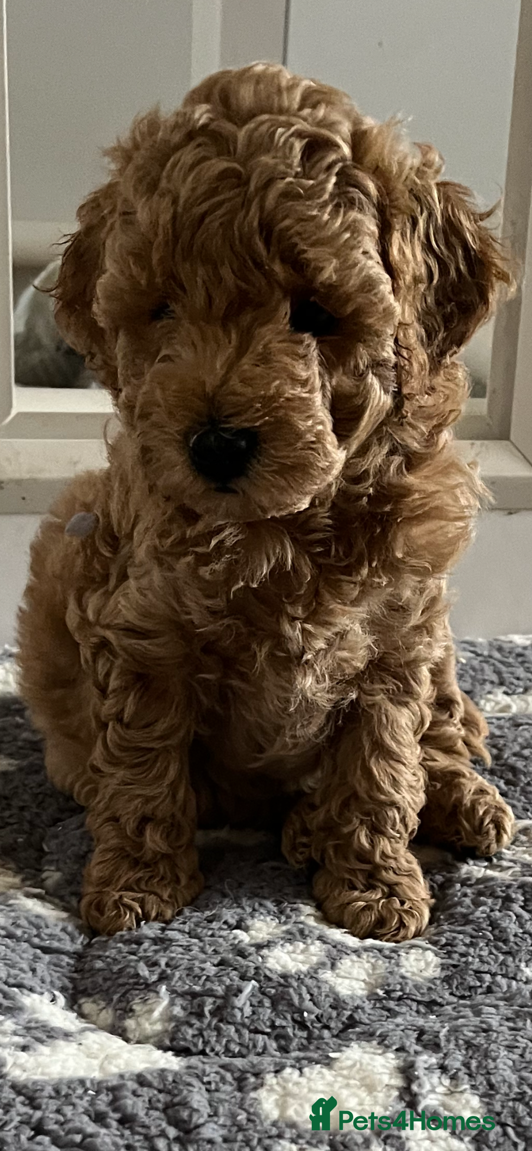 Poochon dogs for sale: 🐾 Poochon puppies 💕🐾🐾 - Image 6