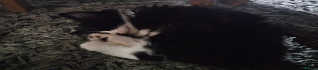 Mixed Breed Kitten 1