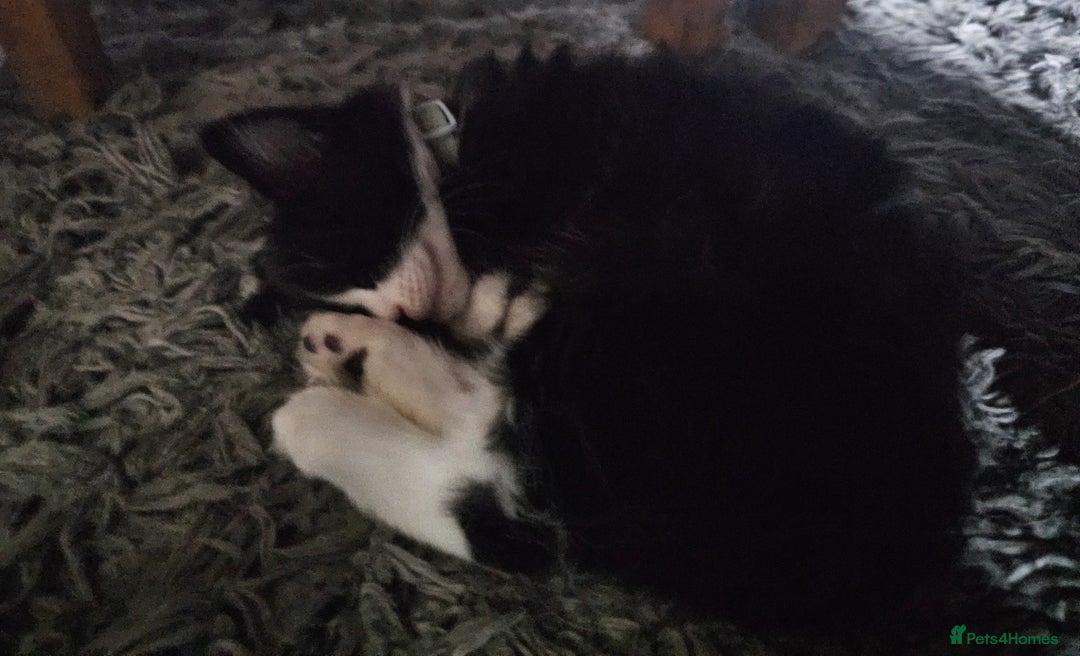 Mixed Breed cats for sale: Last kitten of the litter MALE. READY NOW - Image 1