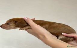 Miniature Dachshund dogs for sale: Miniature Dachshunds Puppies PRA Clear, KC Reg - Image 7
