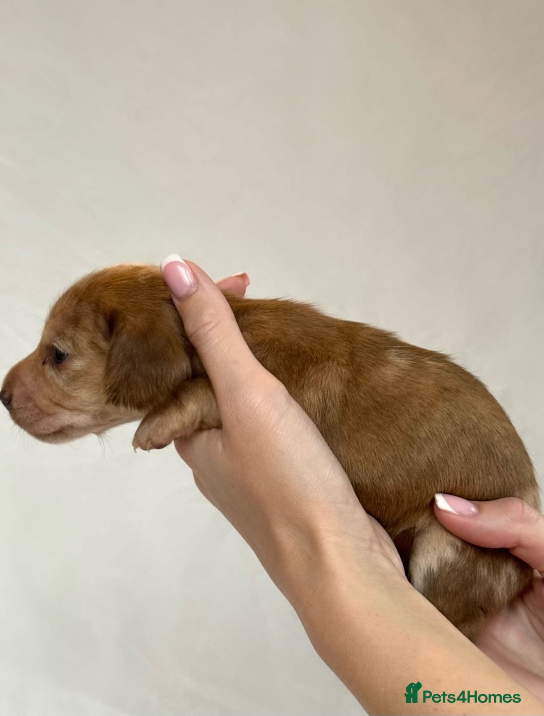 Miniature Dachshund dogs for sale: Miniature Dachshunds Puppies PRA Clear, KC Reg - Image 7